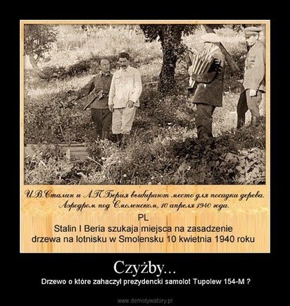 Pancerna Brzoza