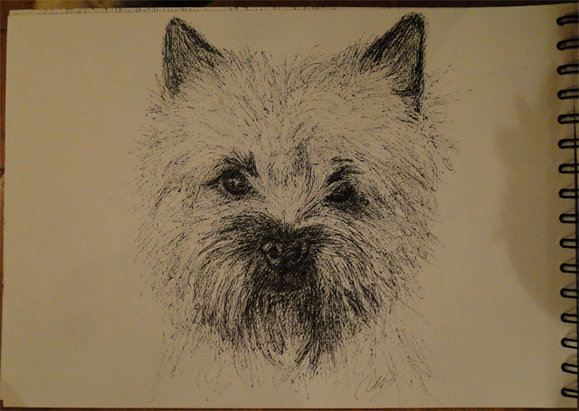 Cairn Terrier.